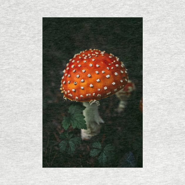 Amanita Muscaria a.k.a Fly Agaric by Robtography